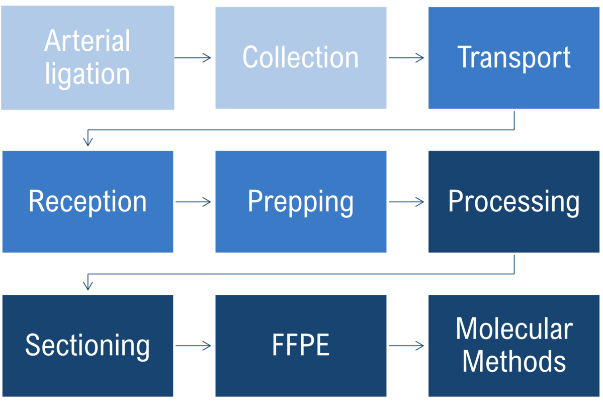 Tips & Tricks to Optimize Your Tissue Processing