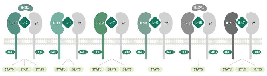 Common Gamma Chain Cytokines in Cancer Immunotherapy