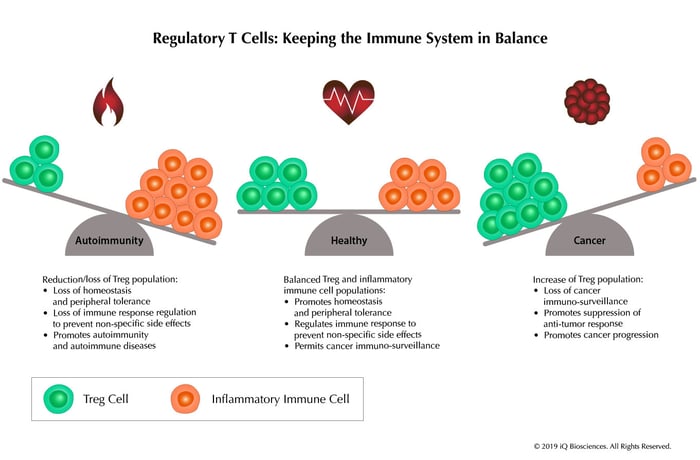 Treg - Keeping Immune System In Balance