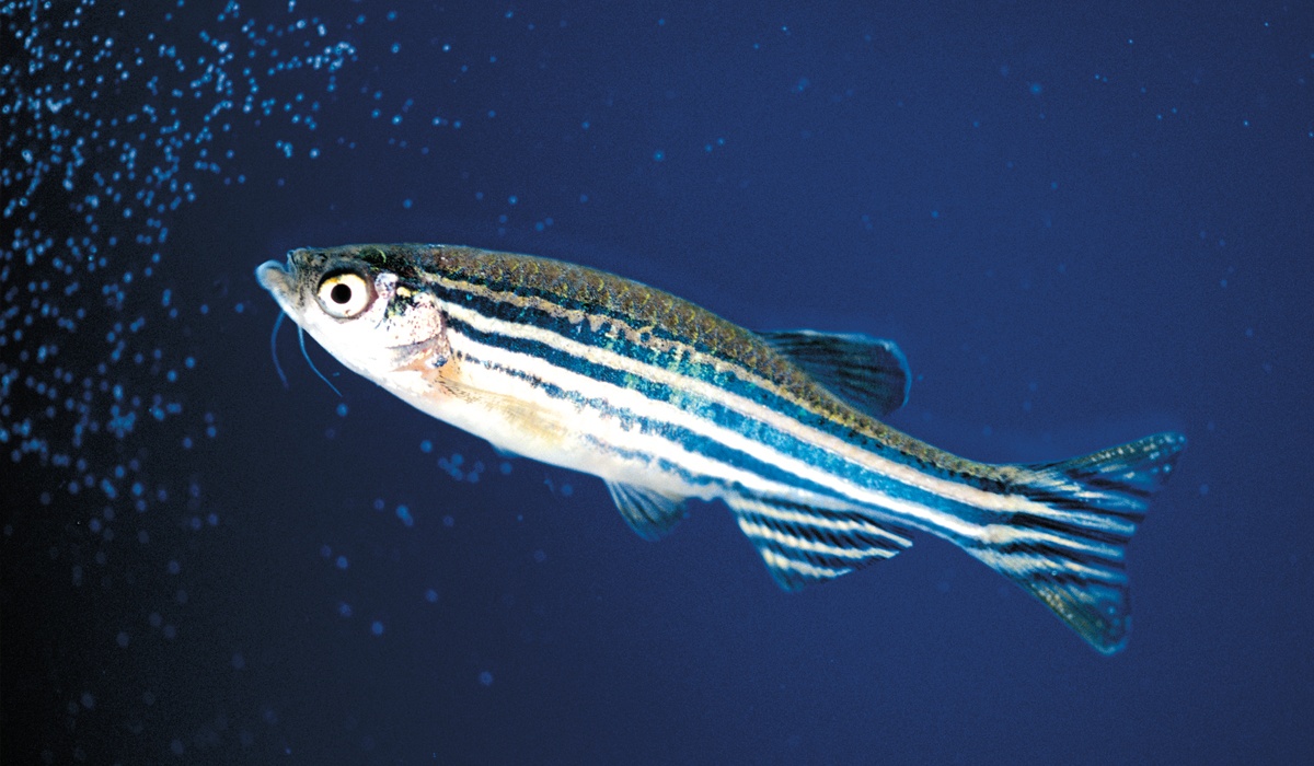 zebra fish size zebra fish size